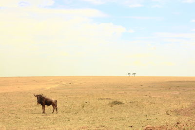 Wildebeest standing on field at massai mara against sky