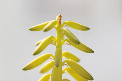 Close-up of yellow flowering plant against white background