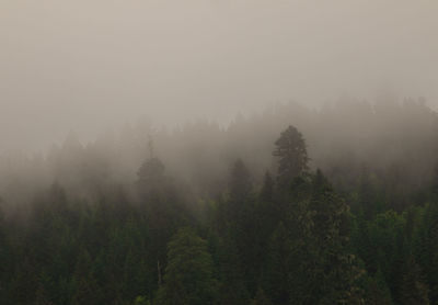 Trees in forest against sky during foggy weather