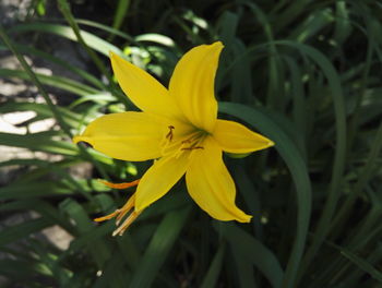 Close-up of day lily blooming outdoors