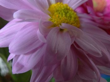 Close-up of pink flower