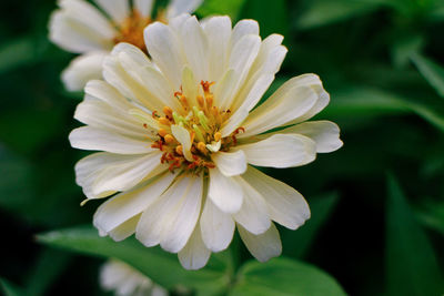 Close-up of flower blooming outdoors