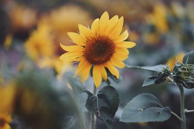 Close-up of yellow flowering plant