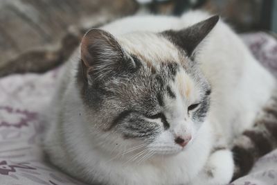 Close-up of cat sleeping on bed