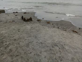 High angle view of crab on beach