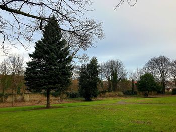 Trees on field against sky