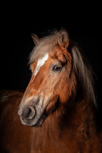 Close-up of an animal looking away