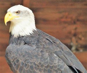 Close-up of eagle