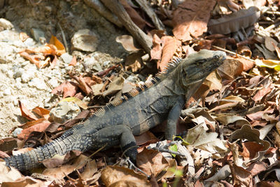 Close-up of lizard on autumn leaf