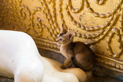 Tiny kitten in myanmar temple, sitting on huge buddha foot with gilded background