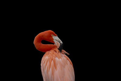 Close-up of bird against black background