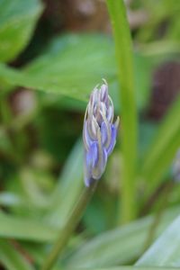 Close-up of purple flowering plant