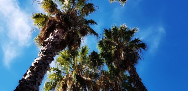 Low angle view of palm trees against blue sky