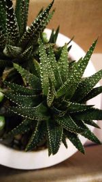 Close-up of succulent plant