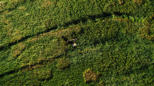 High angle view of lizard on field