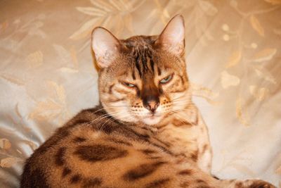 High angle view of cat lying down