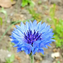 Close-up of purple flowers