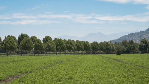 Trees on landscape against sky