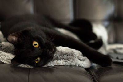 View of black cat lying down on couch