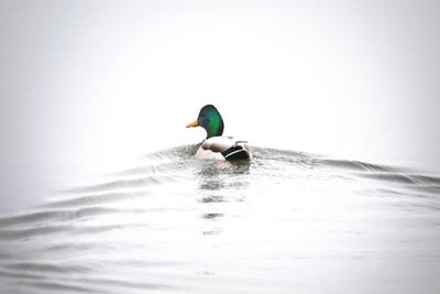 Man swimming in sea against sky