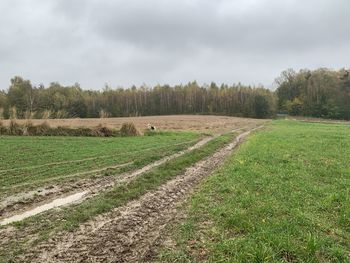 Scenic view of agricultural field against sky