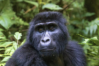 Gorilla portrait 