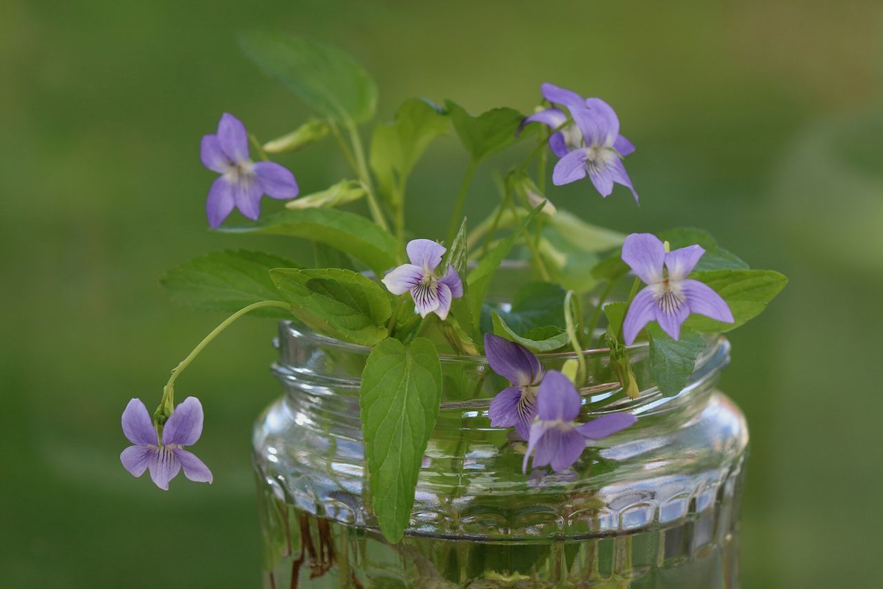 flower, freshness, fragility, petal, purple, growth, beauty in nature, flower head, close-up, plant, nature, focus on foreground, leaf, stem, blooming, in bloom, blossom, botany, green color, springtime