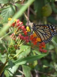 monarch butterfly