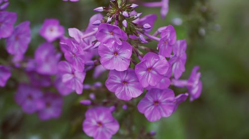 Close-up of purple flowers blooming at park