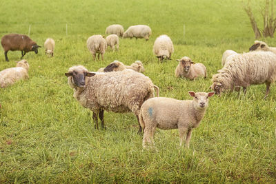 Sheep grazing on field