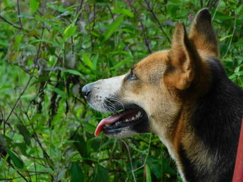 Close-up of dog looking away