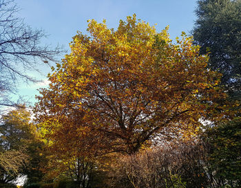 Low angle view of tree against sky