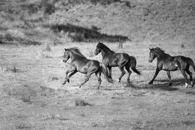 Horses grazing in a field