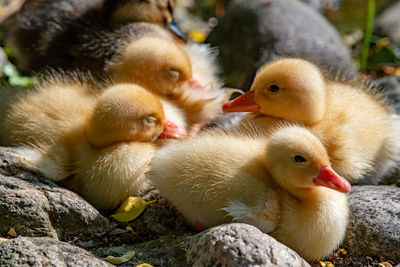 Close-up of a duck