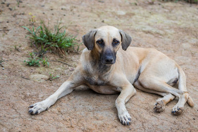 Portrait of dog relaxing outdoors