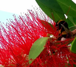 Close-up of red caterpillar on plant