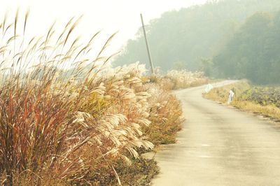 Road amidst plants against sky