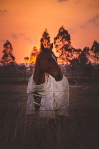Dog on field during sunset