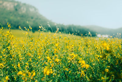 Scenic view of oilseed rape field against sky