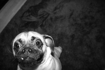 Close-up portrait of dog