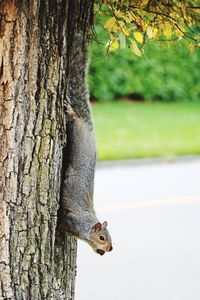Weasel on tree trunk