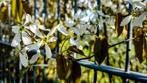 Close-up of flowers on tree