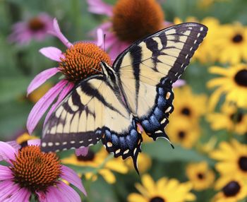 Close-up of butterfly on purple flower