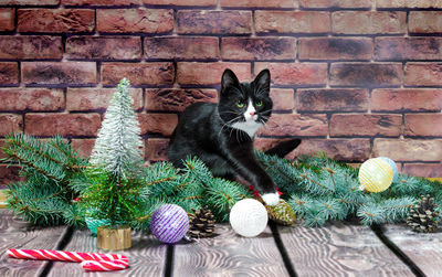 Portrait of cat sitting against brick wall