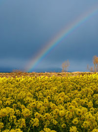 Scenic view of rainbow on field against sky