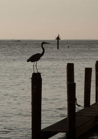 Bird perching on beach against sky during sunset