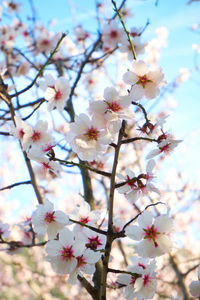 Low angle view of cherry blossoms in spring