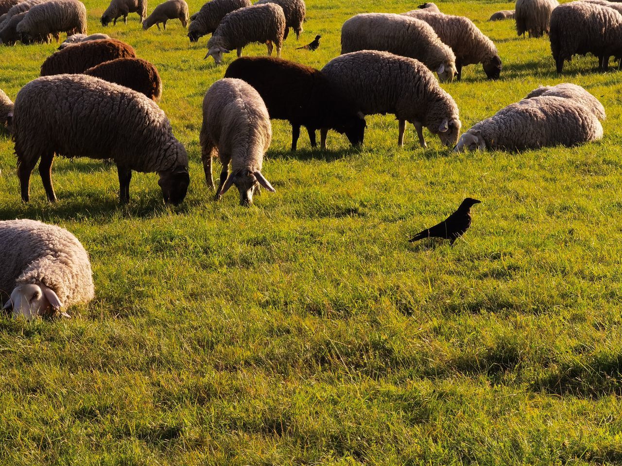 SHEEP GRAZING IN FIELD