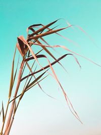 Low angle view of plant against clear blue sky