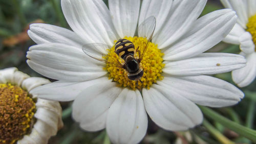 Close-up of bee on white flower